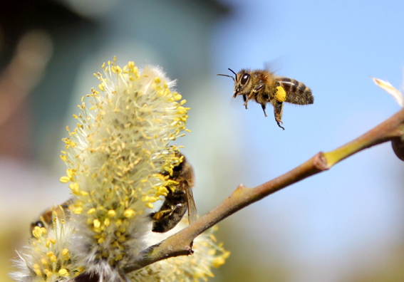 Zagrożenie dzikich owadów ze strony pszczoły miodnej (2) - prezentacja z konferencji